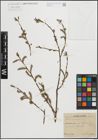 Foto von Salix purpurea L.
